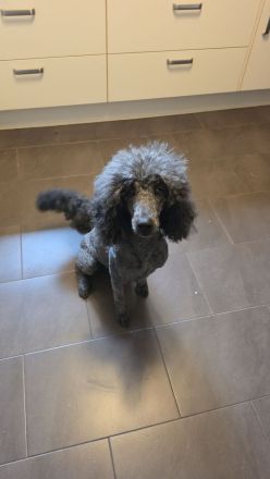 Goldendoodlewelpen F1B suchen ihren Wirkungskreis