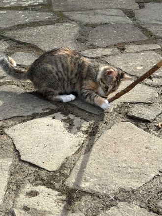 Traumpaarung: Bengal X Maine Coon! 450€‼️ Letzter Wurf‼️‼️‼️Bei Abholung heute oder morgen nur 300€‼