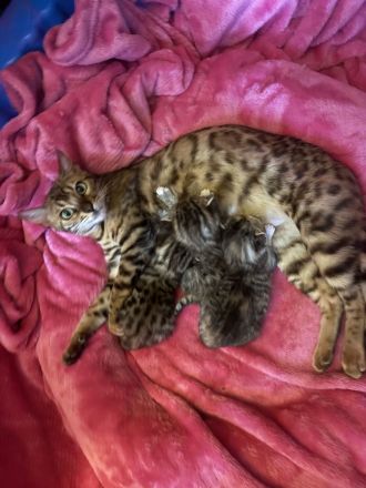 Traumpaarung: Bengal X Maine Coon! 450€‼️ Letzter Wurf‼️‼️‼️Bei Abholung heute oder morgen nur 300€‼