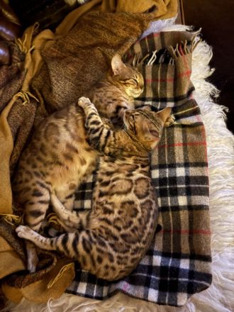 Traumpaarung: Bengal X Maine Coon! 450€‼️ Letzter Wurf‼️‼️‼️Bei Abholung heute oder morgen nur 300€‼