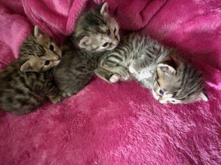 Traumpaarung: Bengal X Maine Coon! 450€‼️ Letzter Wurf‼️‼️‼️Bei Abholung heute oder morgen nur 300€‼