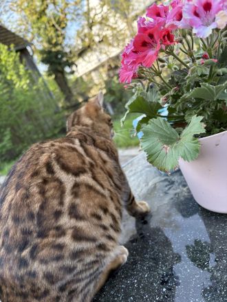 Traumpaarung: Bengal X Maine Coon! 450€‼️ Letzter Wurf‼️‼️‼️Bei Abholung heute oder morgen nur 300€‼