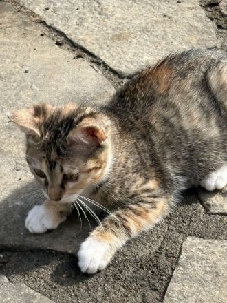 Traumpaarung: Bengal X Maine Coon! 450€‼️ Letzter Wurf‼️‼️‼️Bei Abholung heute oder morgen nur 300€‼