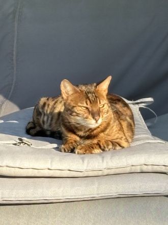 Traumpaarung: Bengal X Maine Coon! 450€‼️ Letzter Wurf‼️‼️‼️Bei Abholung heute oder morgen nur 300€‼