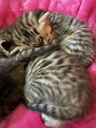 Traumpaarung: Bengal X Maine Coon! 450€‼️ Letzter Wurf‼️‼️‼️Bei Abholung heute oder morgen nur 300€‼