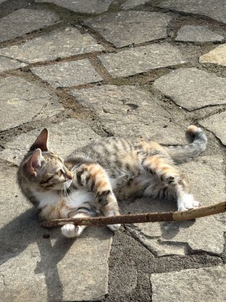 Traumpaarung: Bengal X Maine Coon! 450€‼️ Letzter Wurf‼️‼️‼️Bei Abholung heute oder morgen nur 300€‼