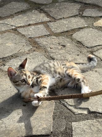 Traumpaarung: Bengal X Maine Coon! 450€‼️ Letzter Wurf‼️‼️‼️Bei Abholung heute oder morgen nur 300€‼