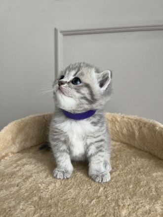 Britische Kurzhaar Kitten