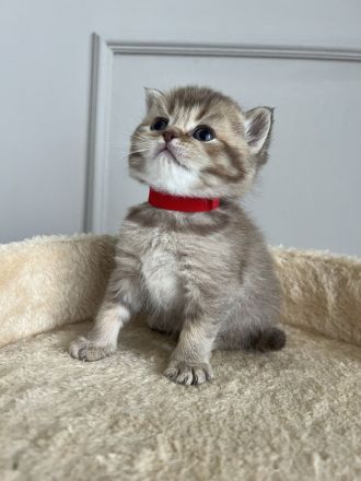 Britische Kurzhaar Kitten