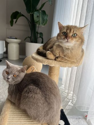 Britische Kurzhaar Kitten