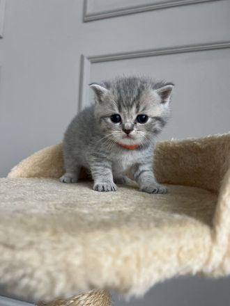 Britische Kurzhaar Kitten
