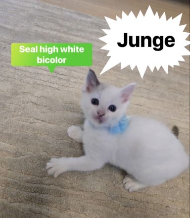 Süße Ragdoll-Babys suchen ihr neues Zuhause bereits ab nächste Woche