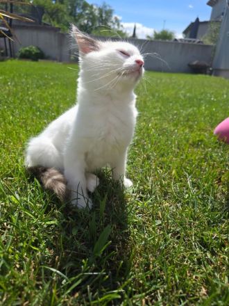 Süße Ragdoll-Babys suchen ihr neues Zuhause bereits ab nächste Woche