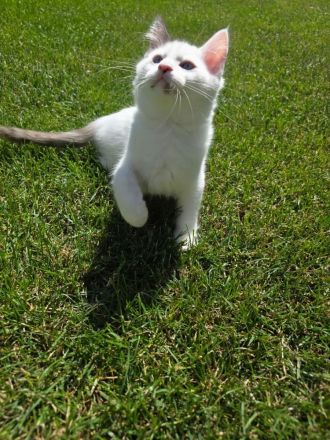 Süße Ragdoll-Babys suchen ihr neues Zuhause bereits ab nächste Woche