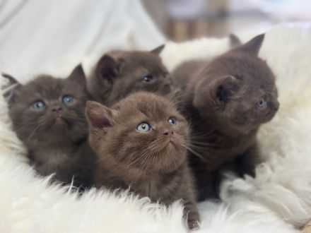 Nur noch ein BKH Katerchen, Kitten in chocolate mit Stammbaum
