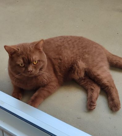 Nur noch ein BKH Katerchen, Kitten in chocolate mit Stammbaum