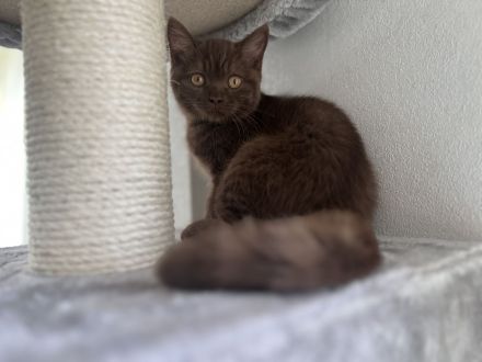 Nur noch ein BKH Katerchen, Kitten in chocolate mit Stammbaum