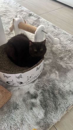 Nur noch ein BKH Katerchen, Kitten in chocolate mit Stammbaum