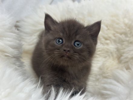 Nur noch ein BKH Katerchen, Kitten in chocolate mit Stammbaum