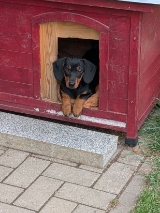 Kurzhaardackel suchen ein Zuhause