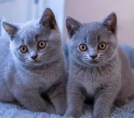 BKH Kitten reinrassig zuckersüß