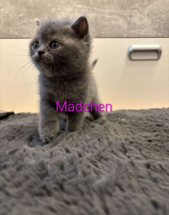 BKH Kitten reinrassig