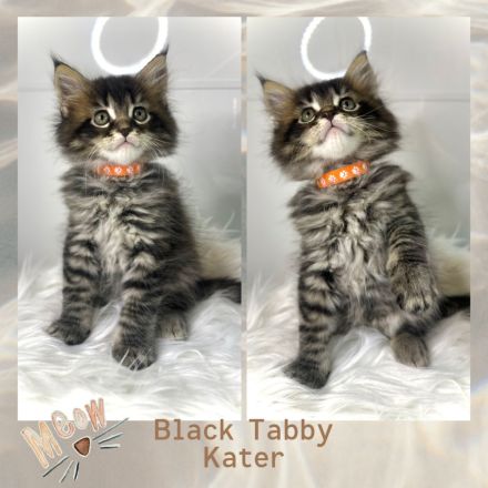 Zauberhafte reinrassige Maine Coon Kitten