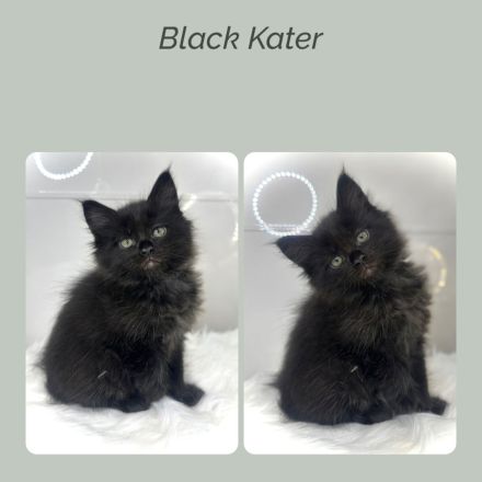 Zauberhafte reinrassige Maine Coon Kitten