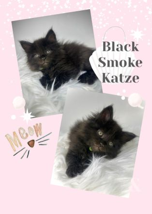 Zauberhafte reinrassige Maine Coon Kitten