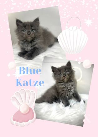 Zauberhafte reinrassige Maine Coon Kitten