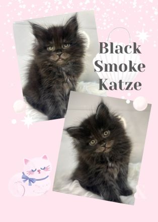 Zauberhafte reinrassige Maine Coon Kitten