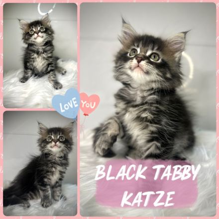 Zauberhafte reinrassige Maine Coon Kitten
