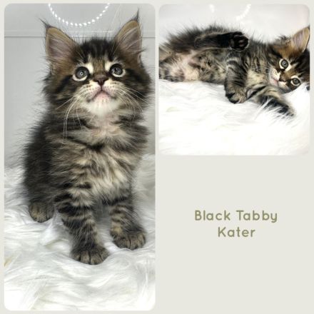 Zauberhafte reinrassige Maine Coon Kitten