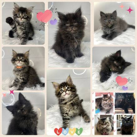 Zauberhafte reinrassige Maine Coon Kitten