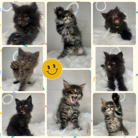 Zauberhafte reinrassige Maine Coon Kitten