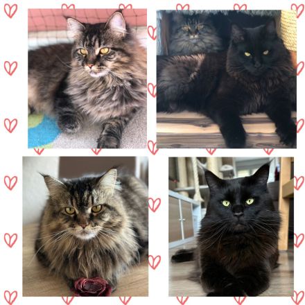 Zauberhafte reinrassige Maine Coon Kitten