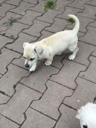 Süße Havanese Mix Welpen