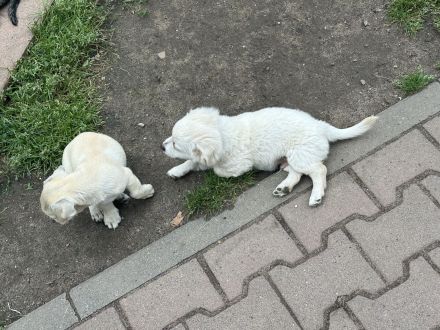 Süße Havanese Mix Welpen