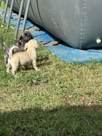 Süße Havanese Mix Welpen