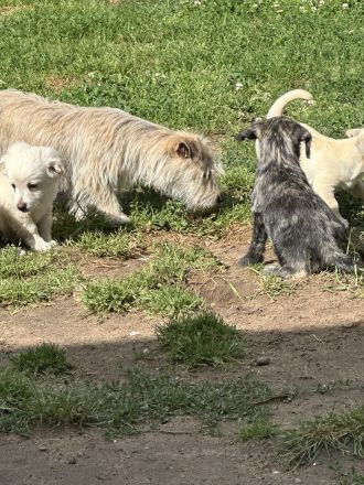 Süße Havanese Mix Welpen