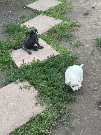 Süße Havanese Mix Welpen