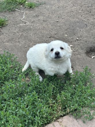 Süße Havanese Mix Welpen
