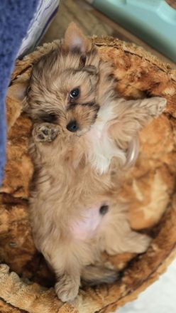 Yorkshire Terrier Welpen
