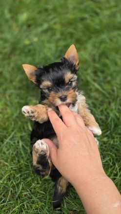 Yorkshire Terrier Welpen