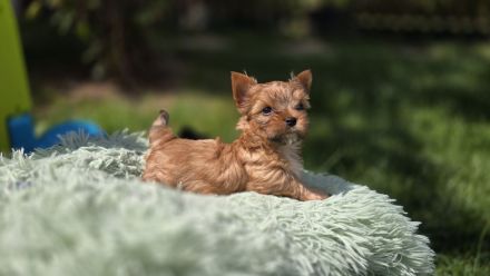 Yorkshire Terrier Welpen