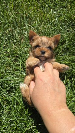 Yorkshire Terrier Welpen