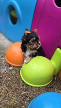 Yorkshire Terrier Welpen