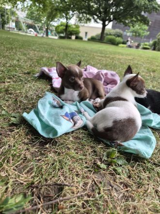 ❤️ Drei einzigartige Chihuahua-Pinscher-Welpen suchen ihr Für-immer-Zuhause