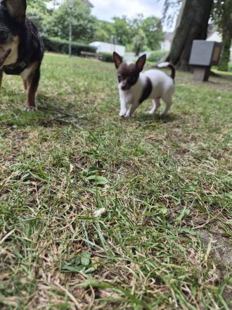 ❤️ Drei einzigartige Chihuahua-Pinscher-Welpen suchen ihr Für-immer-Zuhause