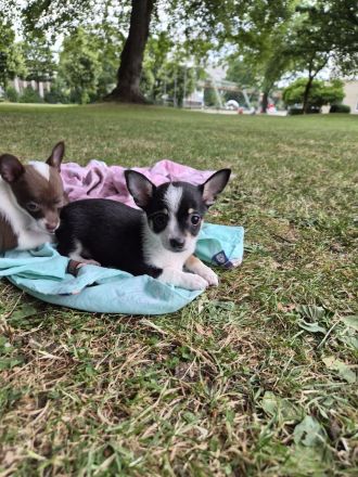 ❤️ Drei einzigartige Chihuahua-Pinscher-Welpen suchen ihr Für-immer-Zuhause